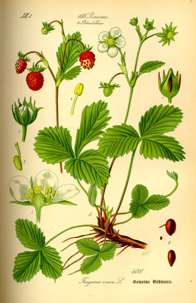 Fragaria vesca (Alpine Strawberry)