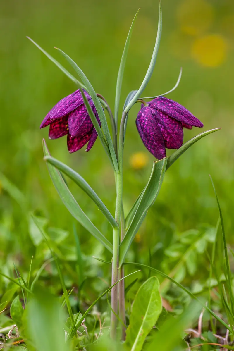 Fritillaria meleagris (Chequered Lily)