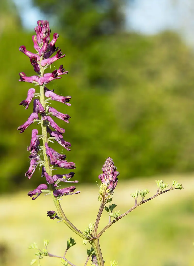 Fumaria officinalis (Common Fumitory)