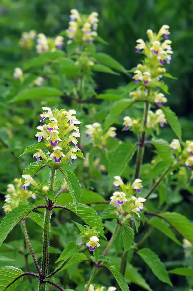 Galeopsis speciosa (Bee Hemp-Nettle)
