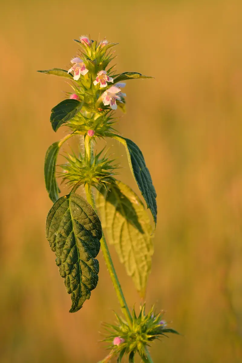 Galeopsis tetrahit (Brittle-stem Hempnettle)