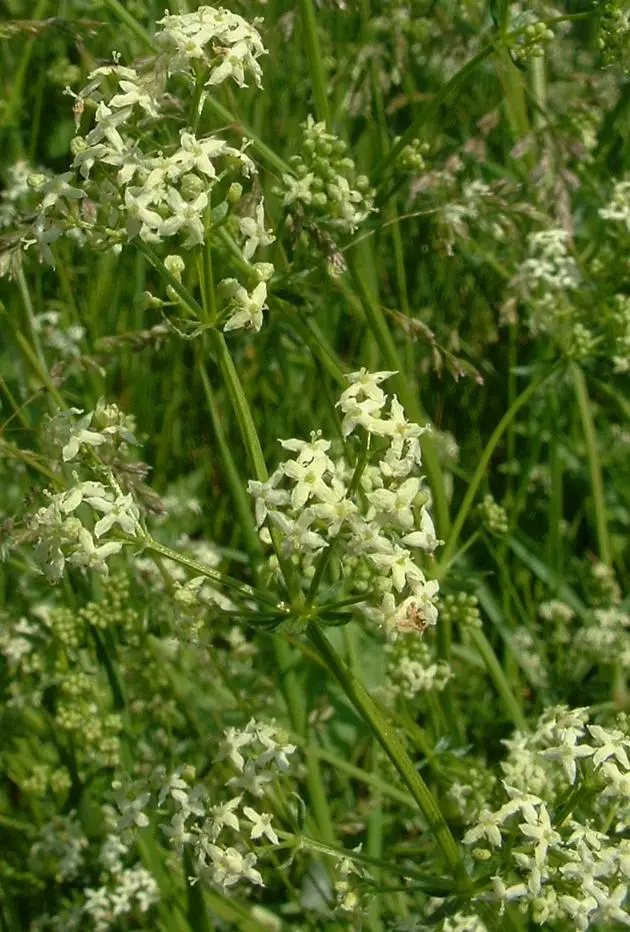 Galium album (Hedge Bedstraw)