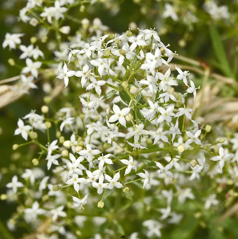 Galium mollugo (False Baby's Breath)