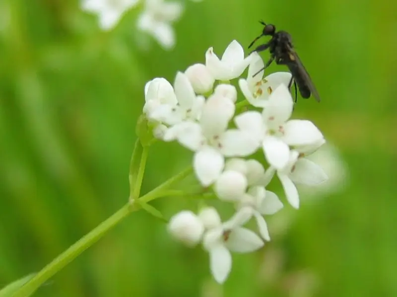 Galium palustre (Common Marsh Bedstraw)