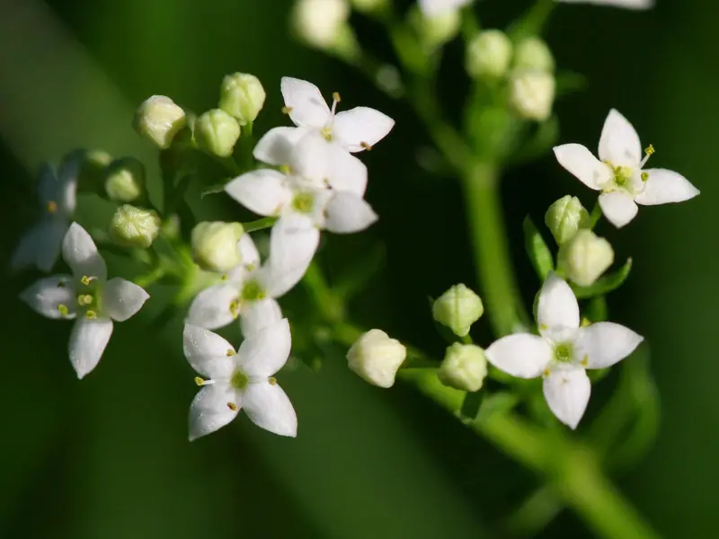 Galium saxatile (Heath Bedstraw)