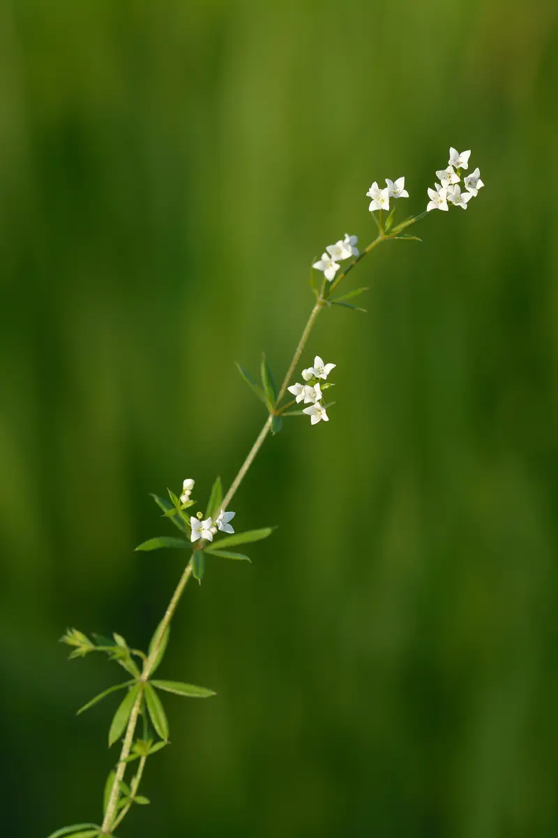 Galium uliginosum (Fen Bedstraw)