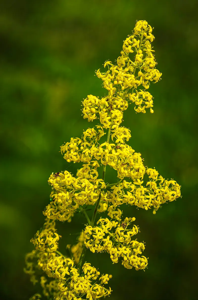 Galium verum (Lady's Bedstraw)