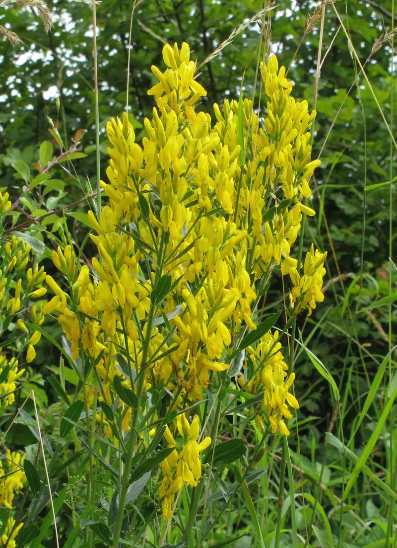 Genista tinctoria (Dyer's Broom)