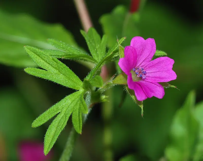 Geranium dissectum (Cut-leaved Crane's-bill)