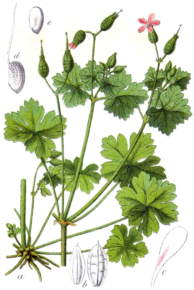Geranium lucidum (Shining Crane's-bill)