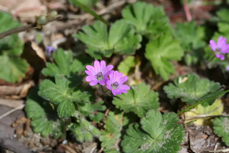 Geranium molle (Awnless Geranium)
