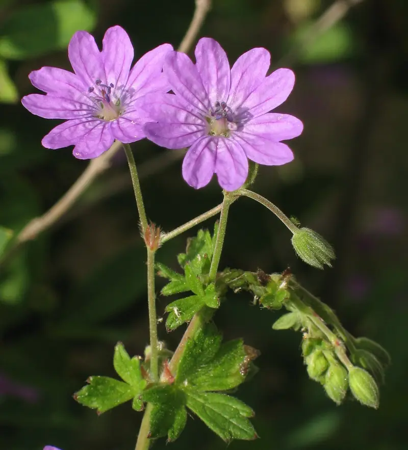 Geranium pyrenaicum (Hedgerow Crane's-bill)