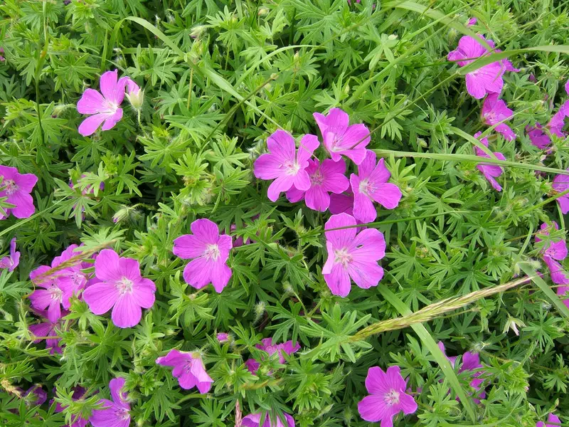 Geranium sanguineum (Bloody Crane's-bill)