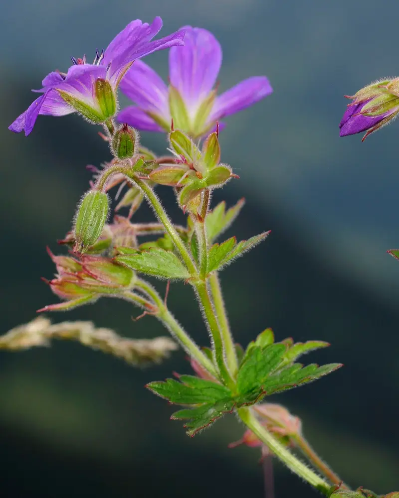 Geranium sylvaticum (Wood Crane's-bill)