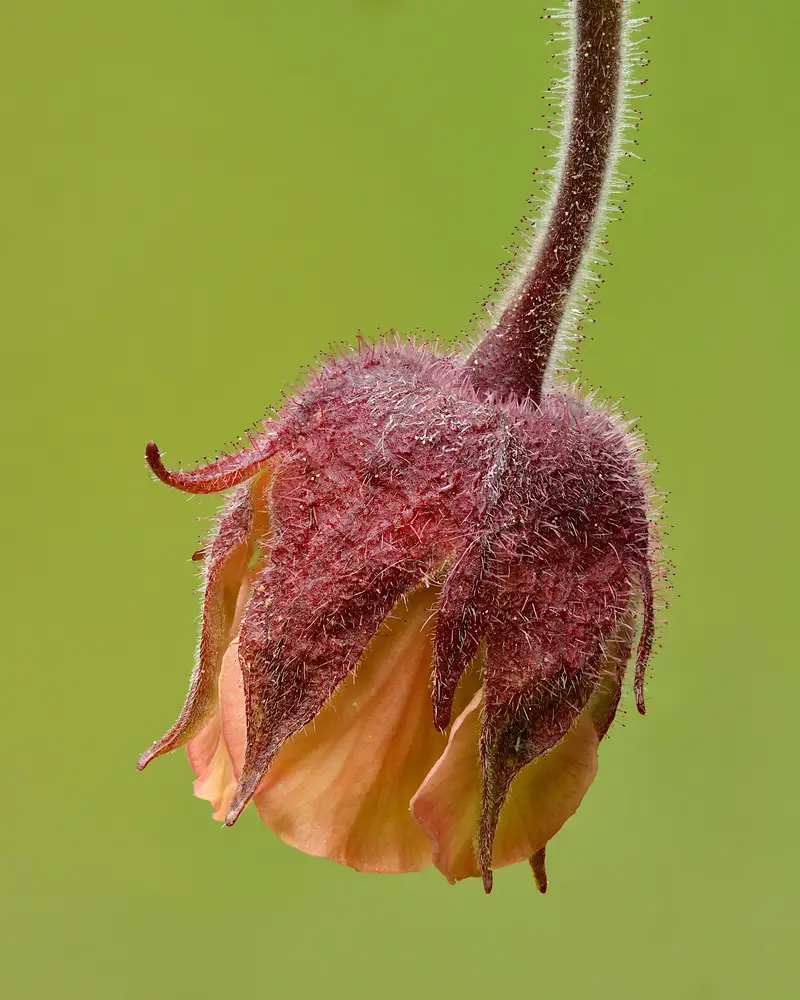 Geum rivale (Fjalldalafífill)