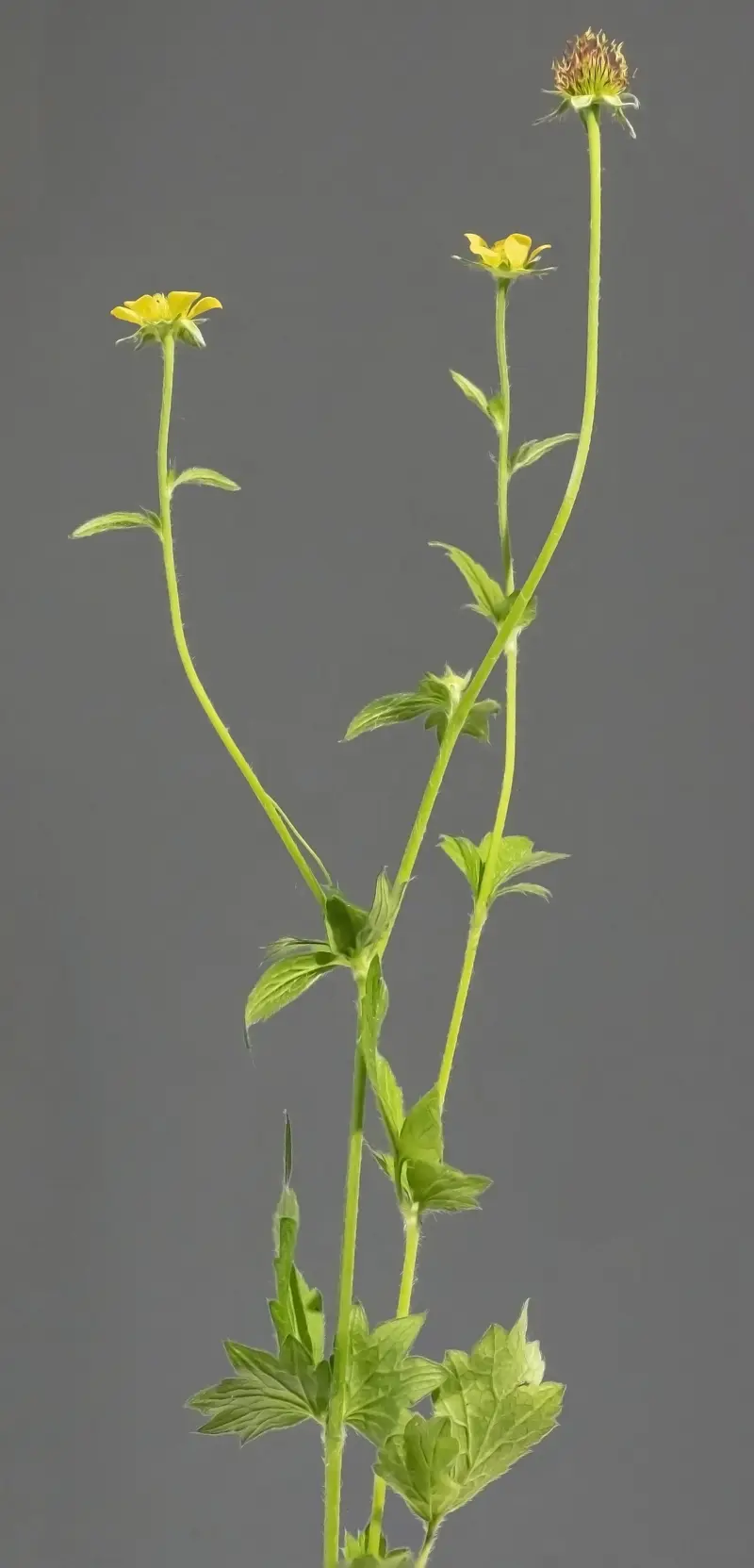 Geum urbanum (Avens)