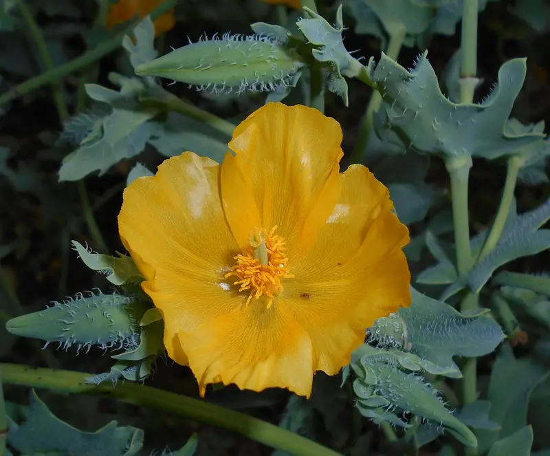 Glaucium flavum (Horned-poppy)