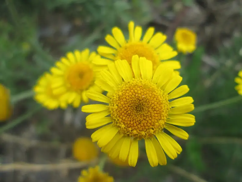 Glebionis segetum (Corn Chrysanthemum Marigold)