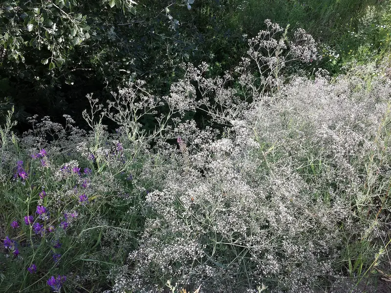 Gypsophila paniculata (Baby's Breath)