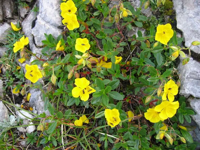 Helianthemum nummularium (Common Rock-rose)