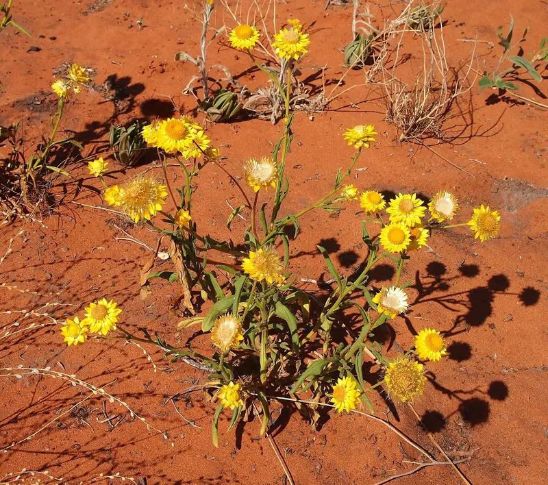 Helichrysum bracteatum (Annual Everlasting-flower)