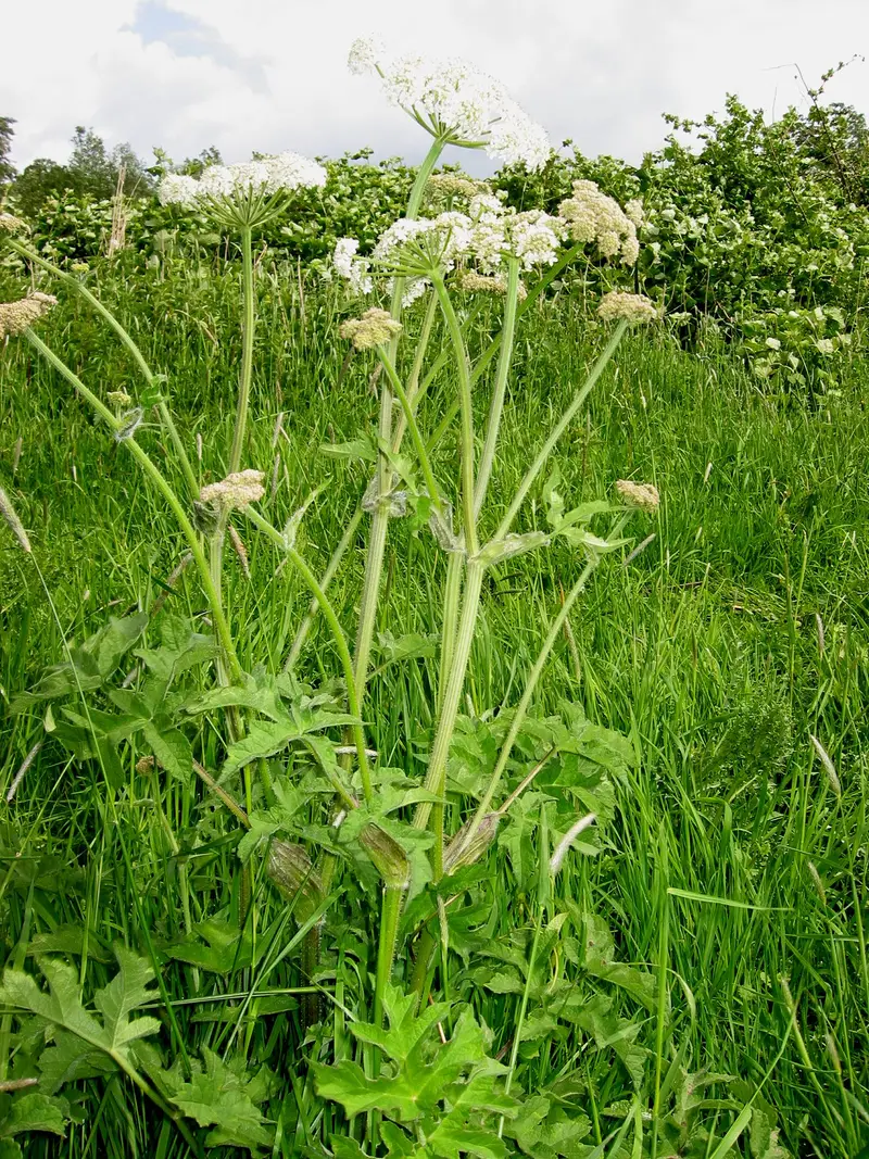 Heracleum sphondylium (Cow Parsnip)