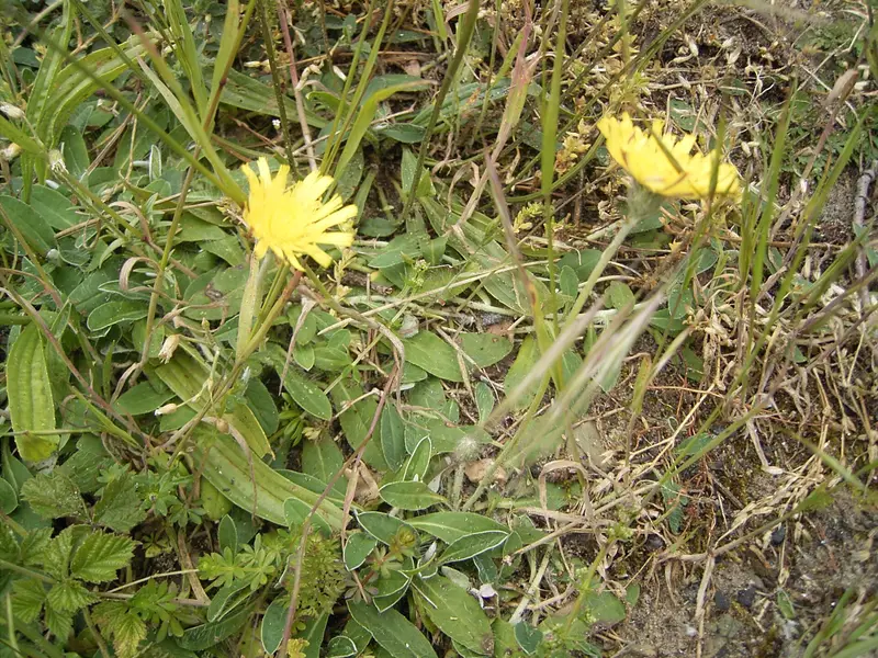 Hieracium pilosella (Mouse-ear Hawkweed)