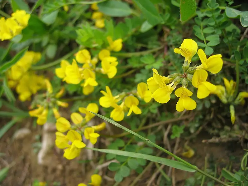 Hippocrepis comosa (Horseshoe Vetch)