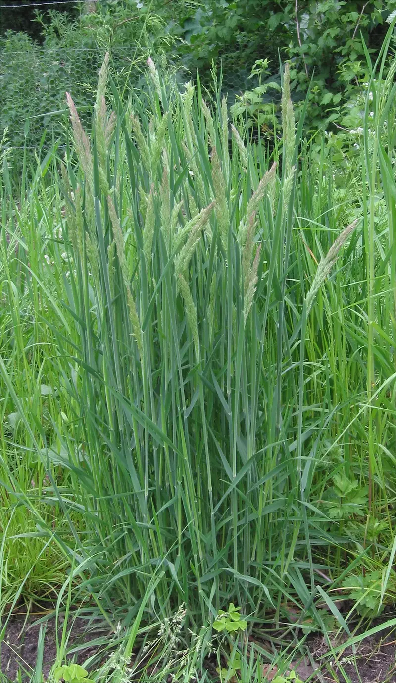 Holcus lanatus (Common Velvetgrass)