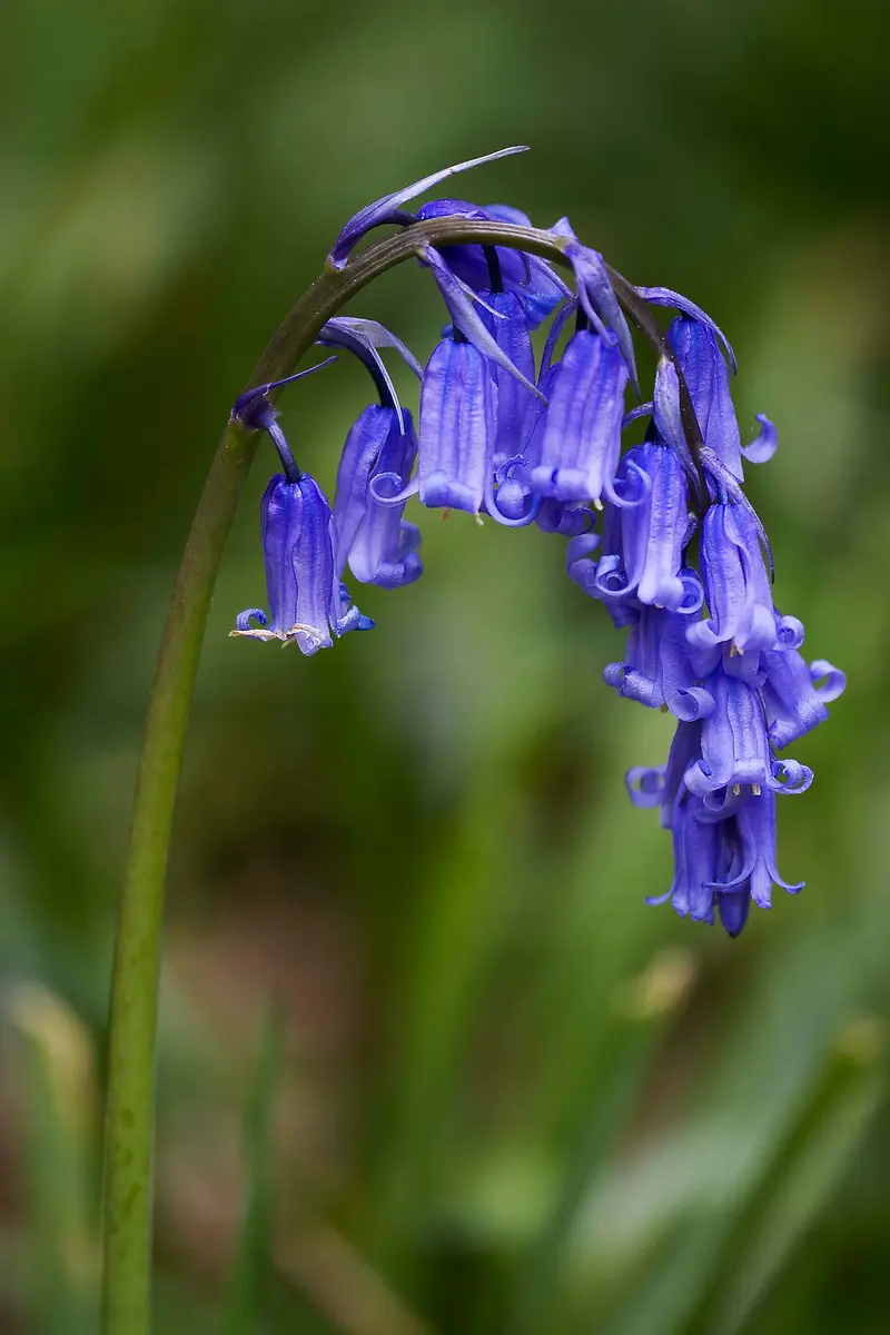 Hyacinthoides non-scripta (Bluebell)