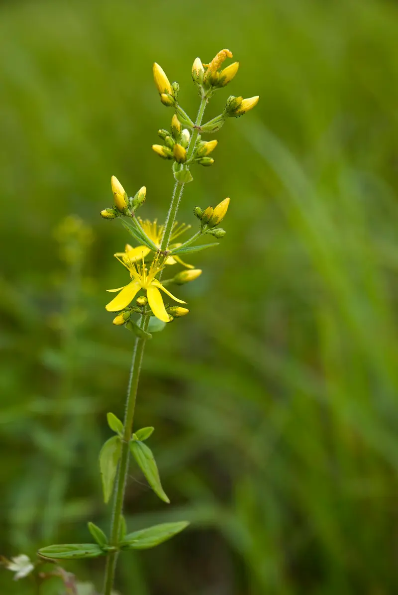 Hypericum hirsutum (Hairy St John's-wort)