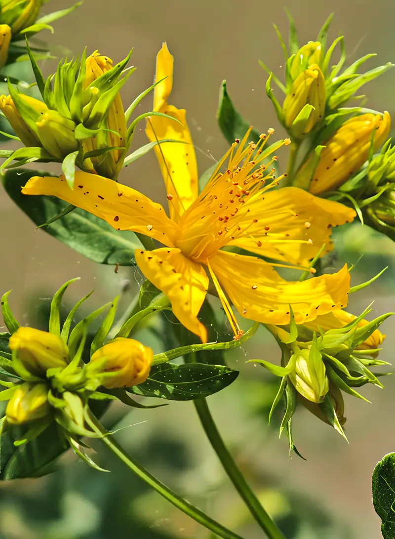 Hypericum perforatum (Common St. John's Wort)