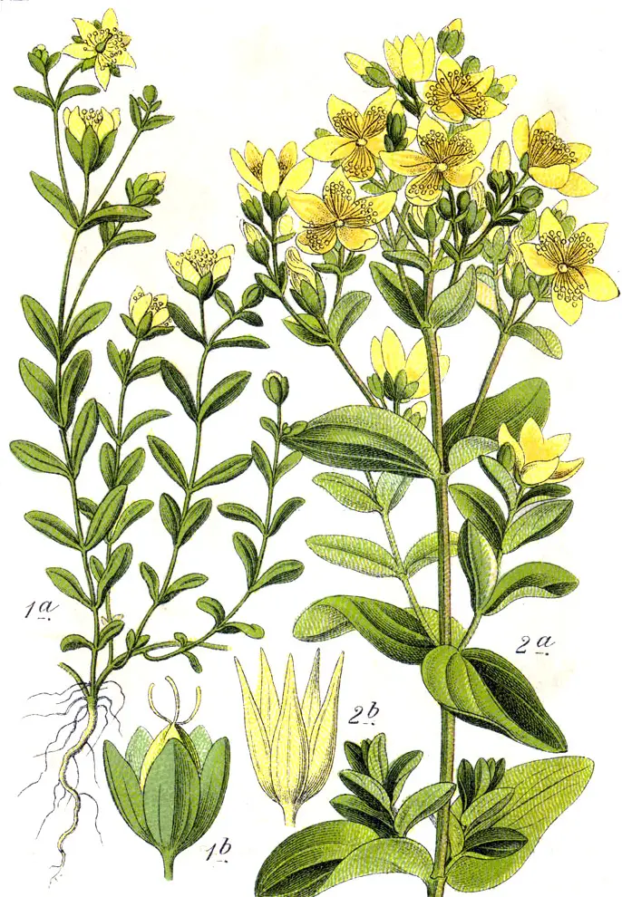 Hypericum tetrapterum (Square St. John's Wort)