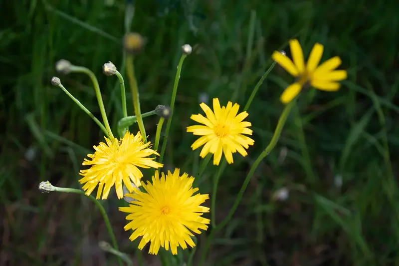 Hypochaeris radicata (Cat's Ear)