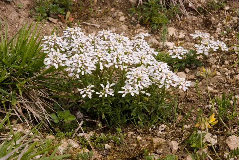 Iberis amara (Annual candytuft)