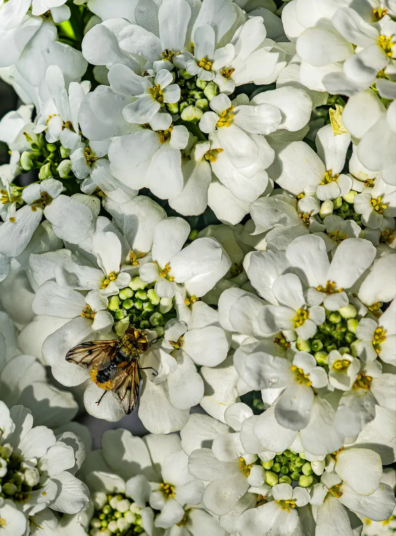 Iberis sempervirens (Edging Candytuft)