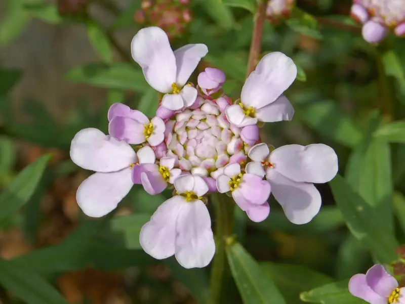 Iberis umbellata (Garden Candytuft)