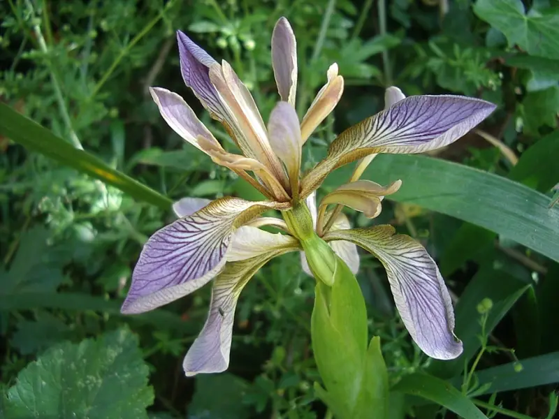 Iris foetidissima (Gladdon)