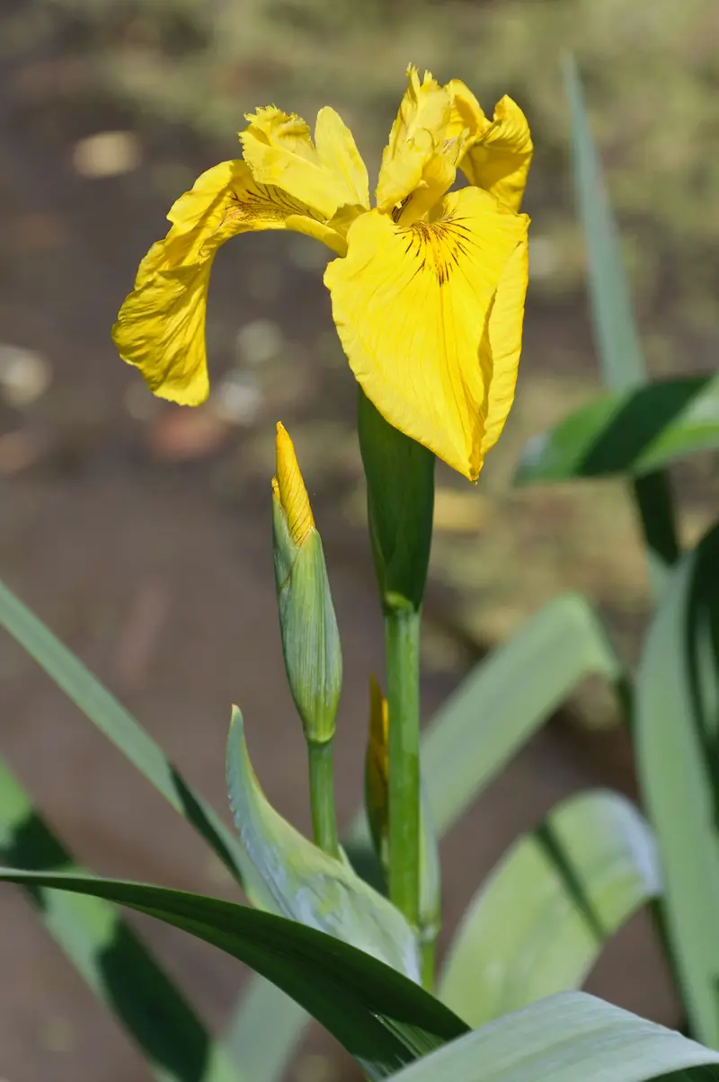 Iris pseudacorus (Flag Iris)