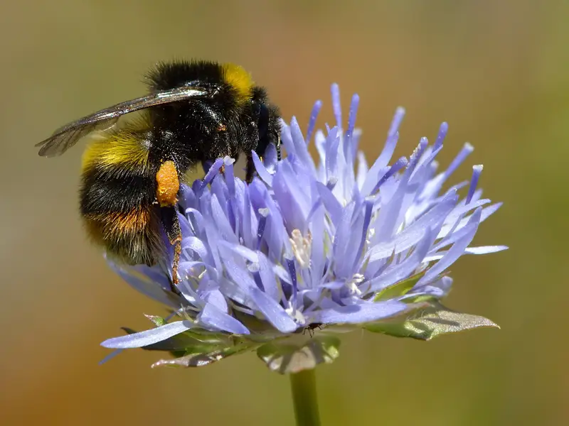 Jasione montana (Sheep's Bit)