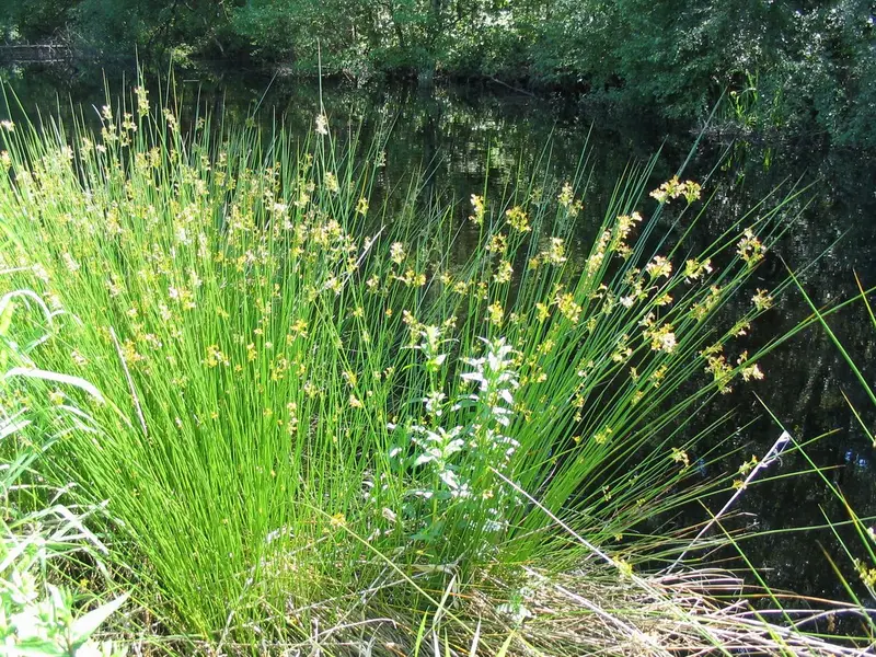 Juncus effusus (Common Bog Rush)