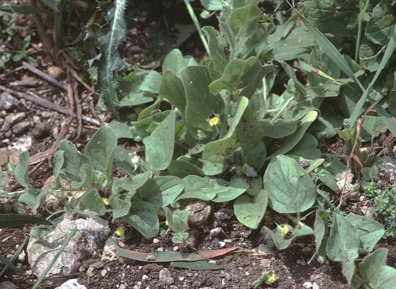 Kickxia spuria (Fluellen)