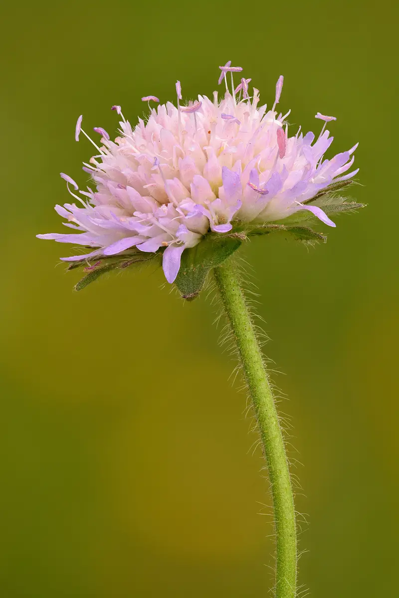 Knautia arvensis (Bluebuttons)