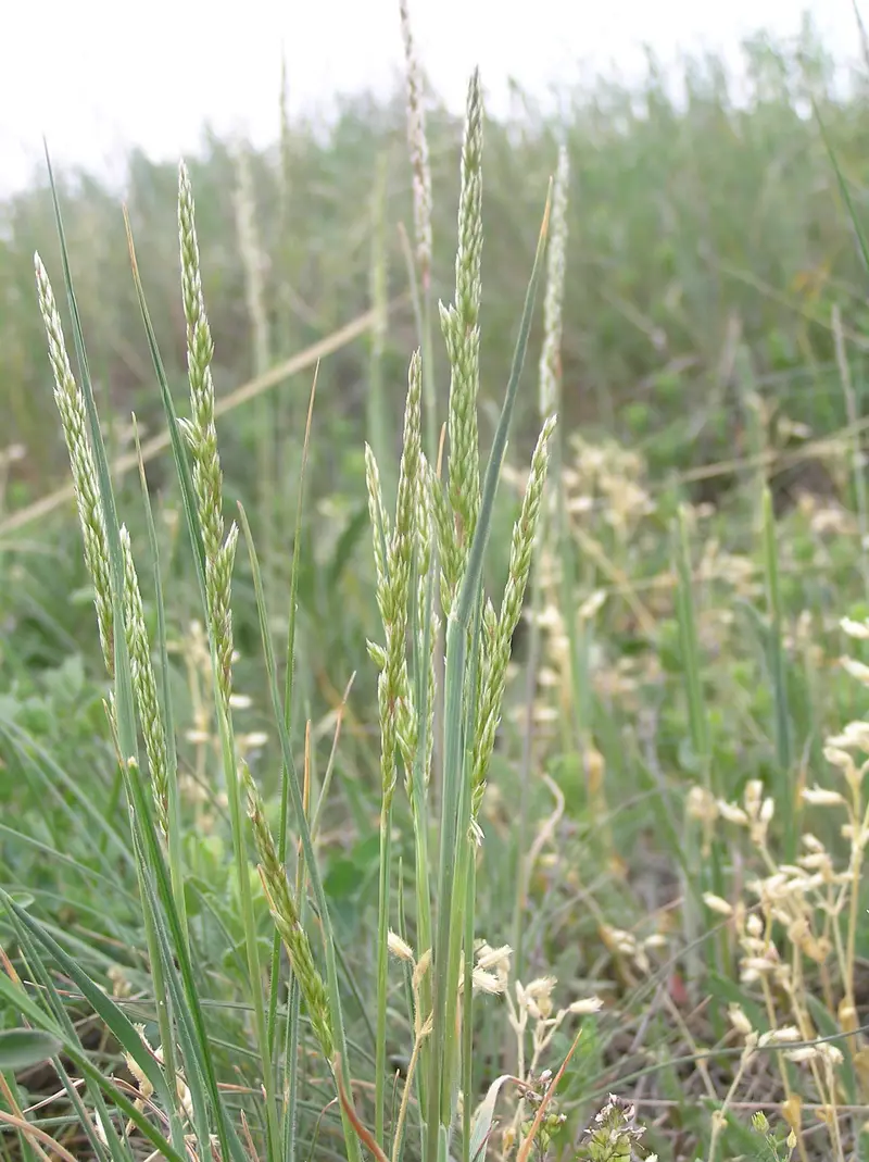 Koeleria macrantha (Crested Hair Grass)