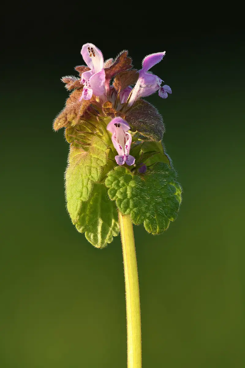 Lamium purpureum (Purple Dead-nettle)