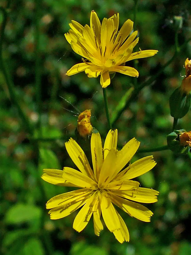 Lapsana communis (Common Nipplewort)