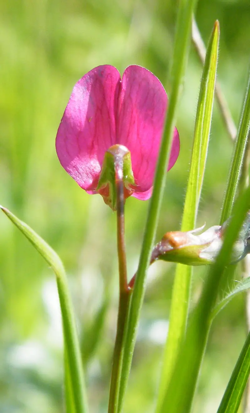 Lathyrus nissolia (Grass Vetchling)