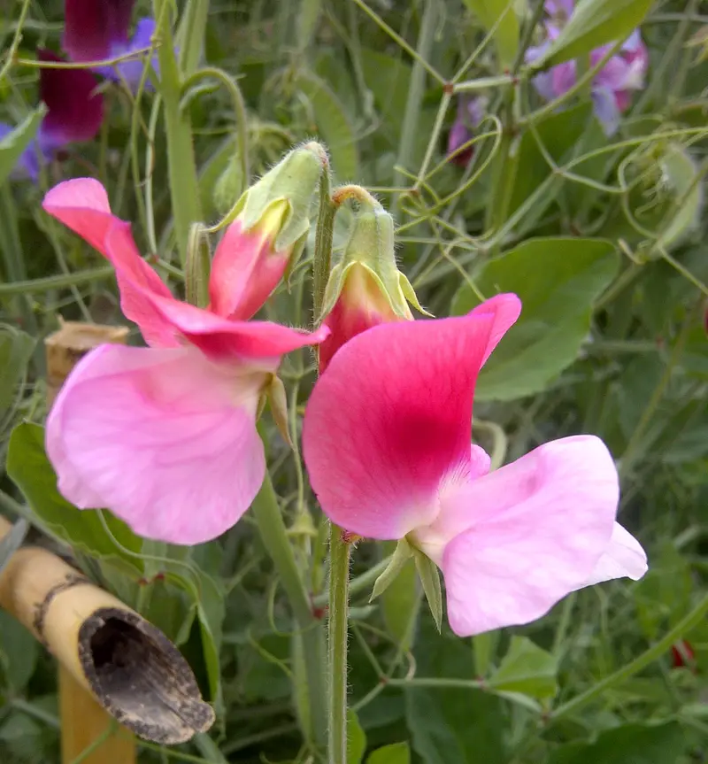 Lathyrus odoratus (Guisante de Olor)