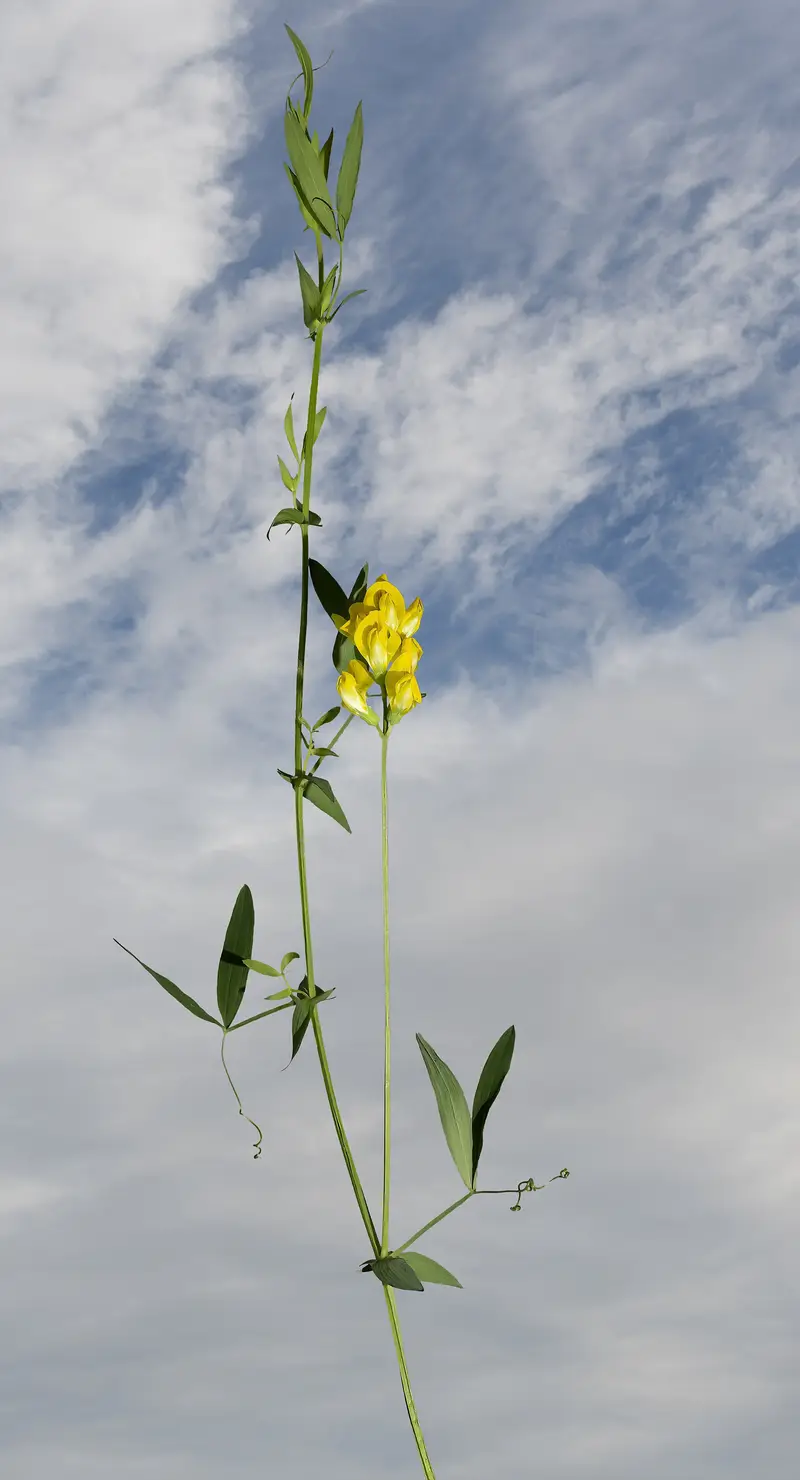 Lathyrus pratensis (Common Vetchling)