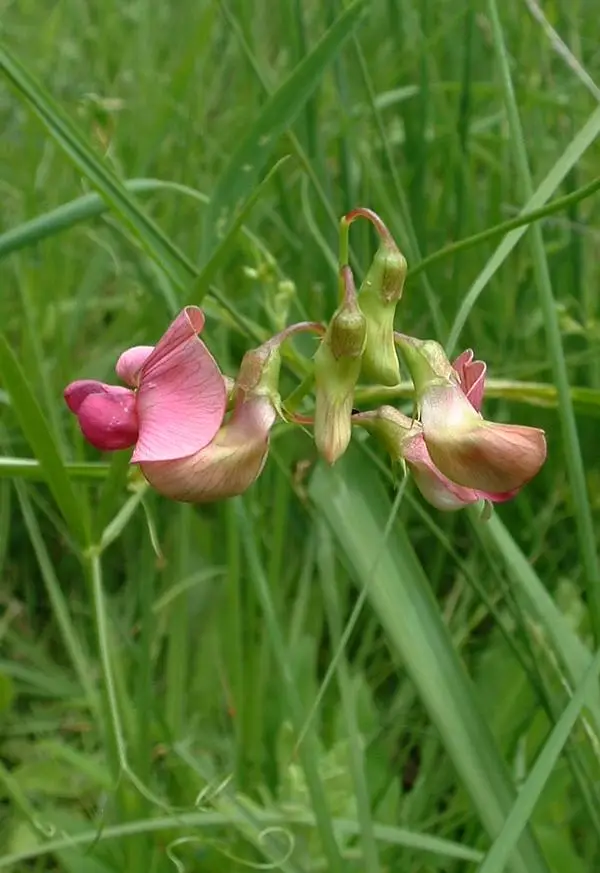 Lathyrus sylvestris (Everlasting Pea)